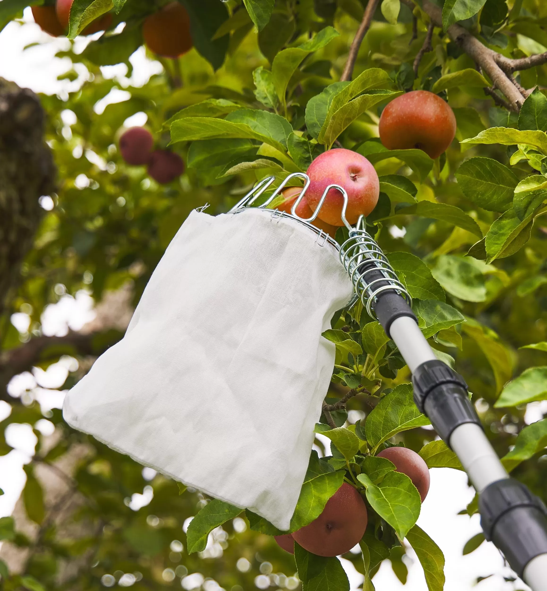 Lee Valley Fruit Picker