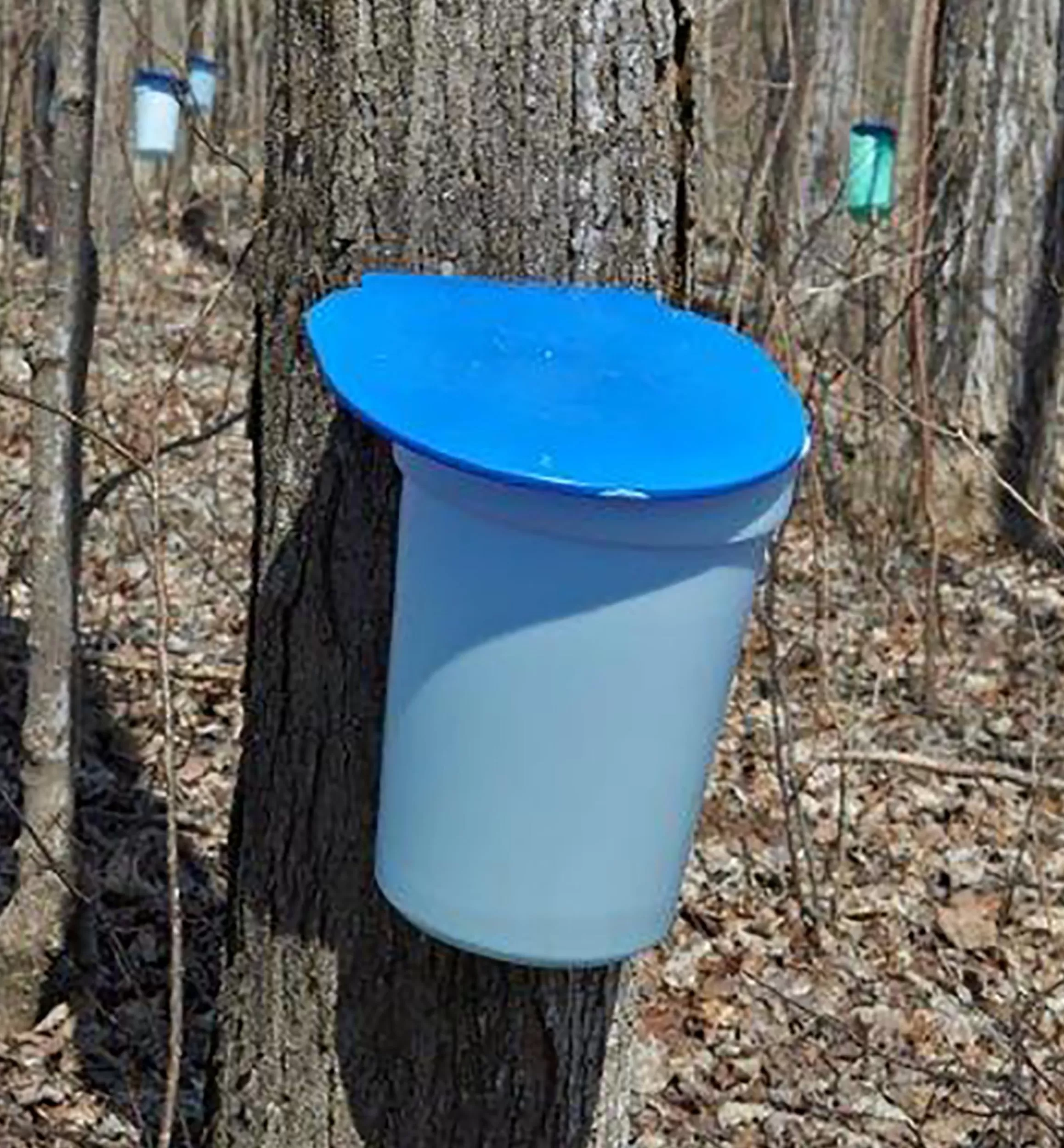Lee Valley Maple Syrup Starter Kit